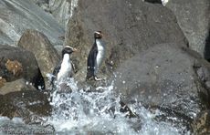 Dickschnabelpinguin (25 von 45).jpg